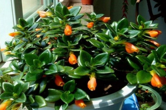 金鱼吊兰花期多长时间,花期时间可维持20天