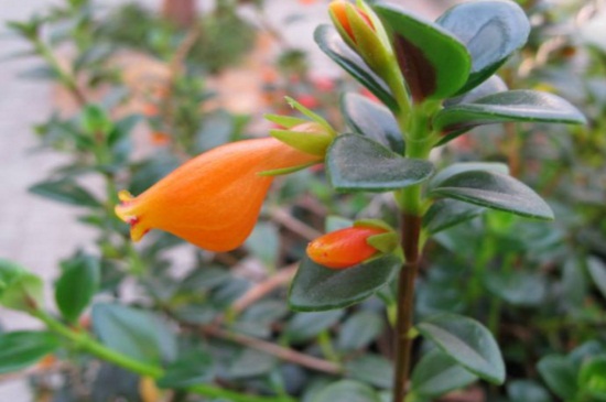 金鱼吊兰花期多长时间,花期时间可维持20天