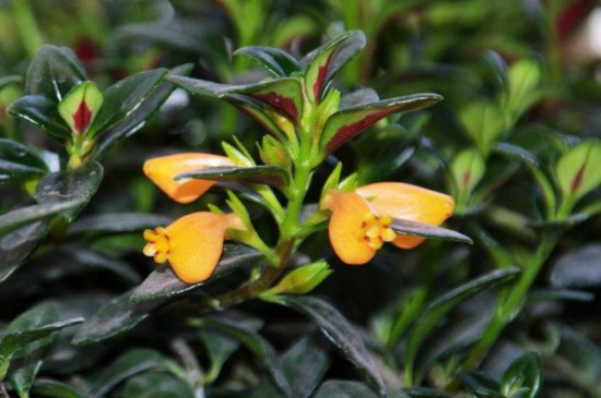 金鱼吊兰花期多长时间,花期时间可维持20天