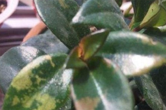 金鱼吊兰叶子长黄斑如何办，喷洒药剂以及补充光照