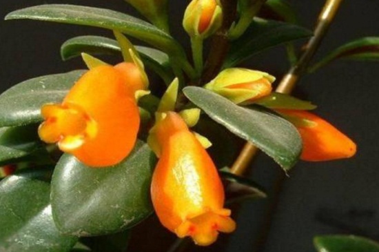 金鱼吊兰叶子长黄斑如何办，喷洒药剂以及补充光照