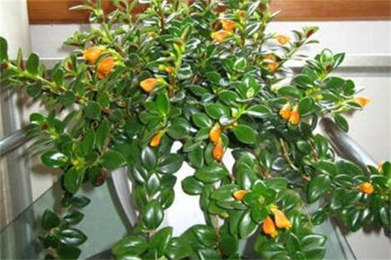 金鱼吊兰春季如何养,及时翻盆换土细心养护