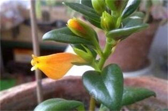 金鱼吊兰花期多长时间，花期长达20天左右