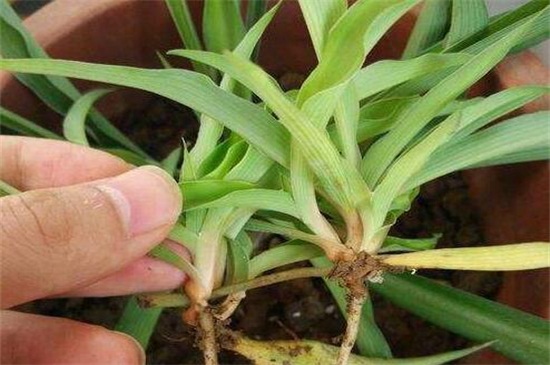 吊兰如何分株图解,这样分株成活率最高
