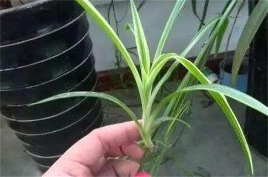 吊兰如何分株图解,这样分株成活率最高