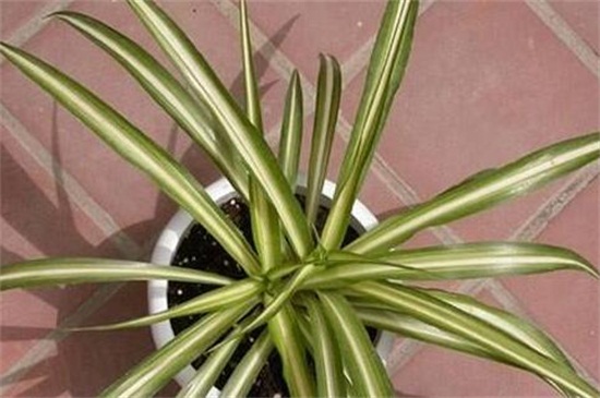 吊兰如何分株图解,这样分株成活率最高