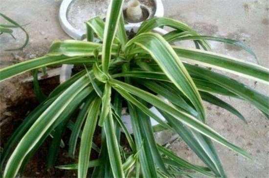 吊兰如何分株图解,这样分株成活率最高