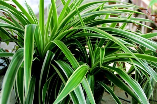 吊兰什么时候换盆最好,主要集中在春季4月份最佳