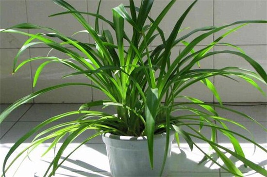 吊兰什么时候换盆最好,主要集中在春季4月份最佳