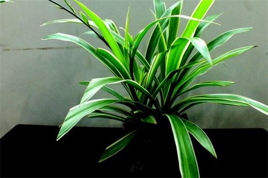 吊兰什么时候换盆最好,主要集中在春季4月份最佳