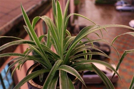 吊兰什么时候换盆最好,主要集中在春季4月份最佳