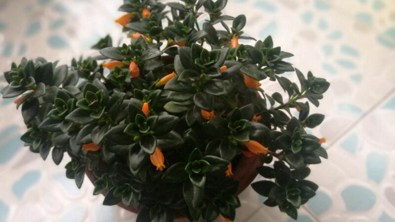 金鱼吊兰夏季如何养