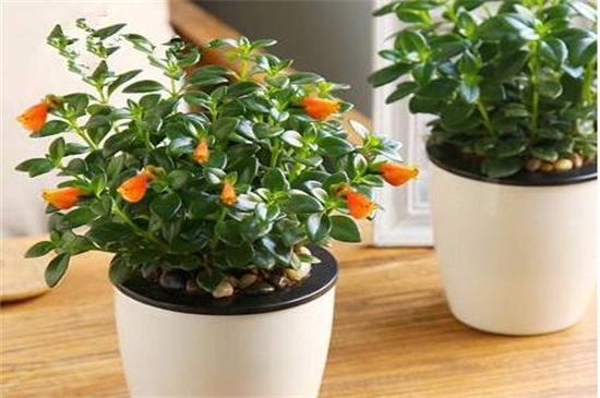 金鱼吊兰夏季如何养