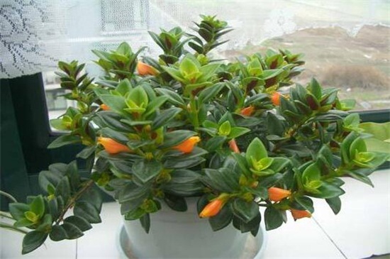 金鱼吊兰夏季如何养