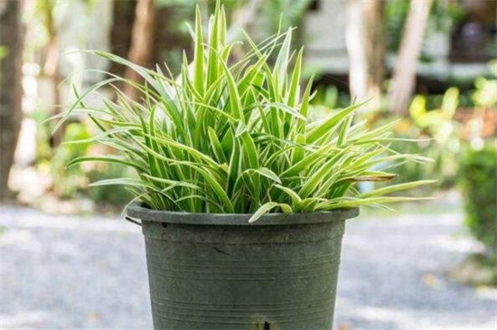 吊兰草如何换盆，处理烂根配土上盆