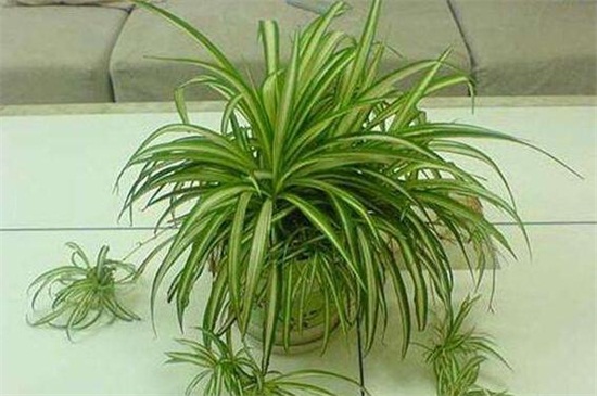 吊兰草如何换盆，处理烂根配土上盆