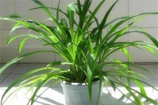 吊兰草如何换盆，处理烂根配土上盆