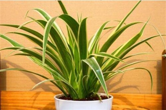 如何让吊兰矮粗,吊兰几月份可以剃头