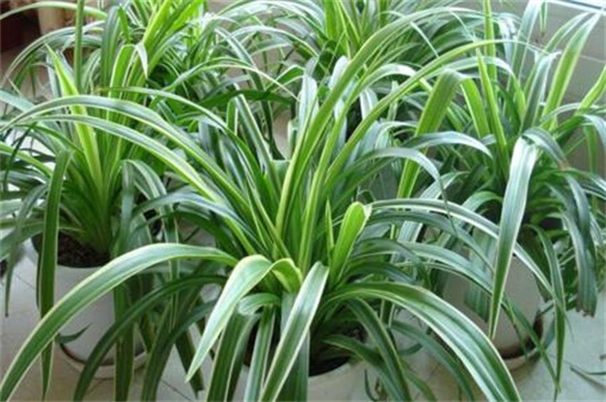 如何让吊兰矮粗,吊兰几月份可以剃头