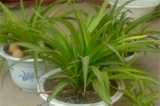 如何让吊兰矮粗,吊兰几月份可以剃头