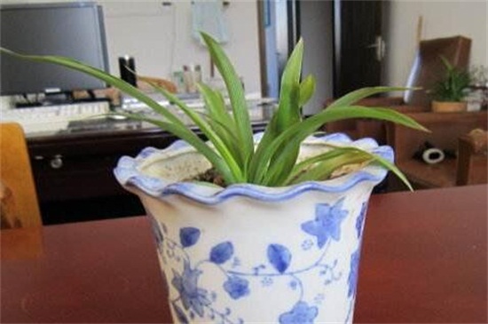 如何让吊兰矮粗,吊兰几月份可以剃头