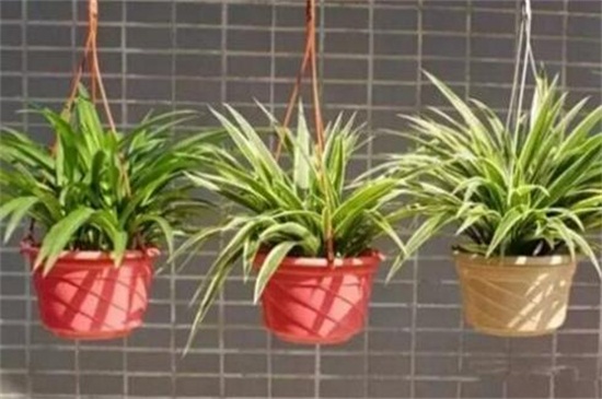 冬季吊兰冻焉了如何办,修剪枝叶光照控温养护