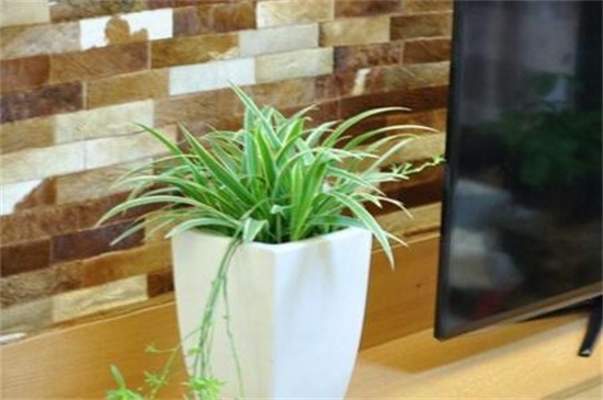 冬季吊兰冻焉了如何办,修剪枝叶光照控温养护