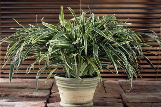 冬季吊兰冻焉了如何办,修剪枝叶光照控温养护