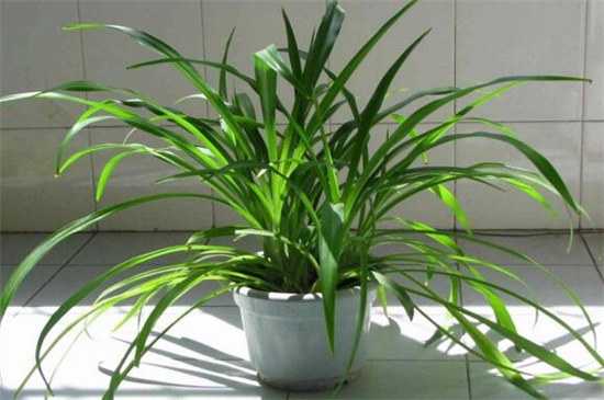 吊兰根部修剪办法图解，换土洗根剪取烂根