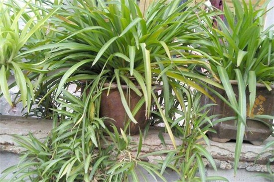 吊兰根部修剪办法图解，换土洗根剪取烂根