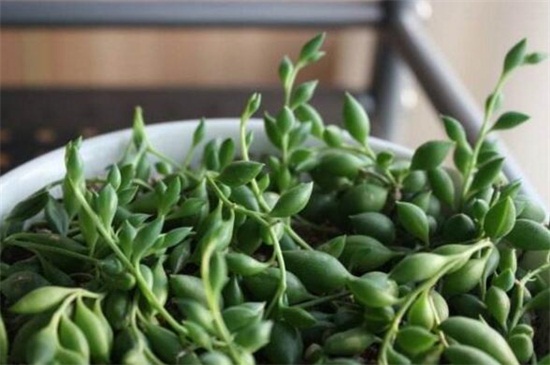 情人泪如何扦插，情人泪扦插办法