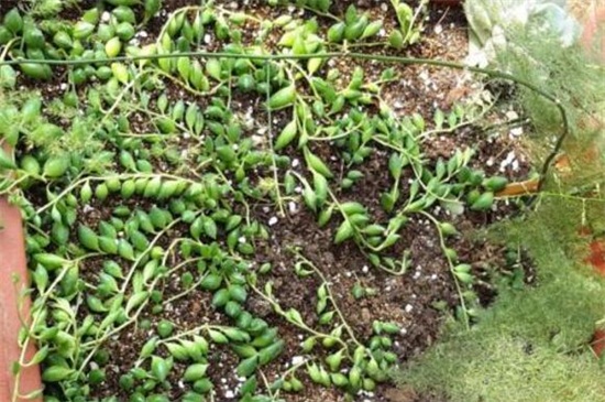 情人泪如何扦插，情人泪扦插办法