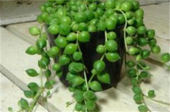 情人泪如何扦插，情人泪扦插办法