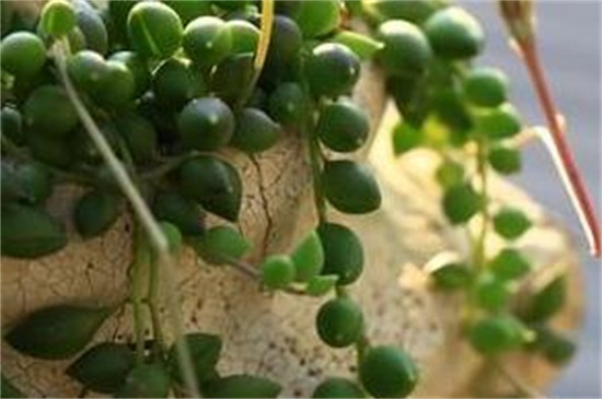 情人泪如何扦插，情人泪扦插办法