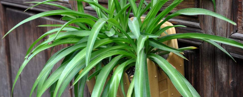 如何让吊兰爆盆