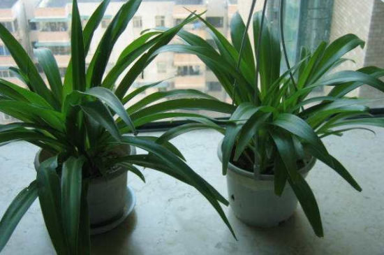 如何让吊兰爆盆