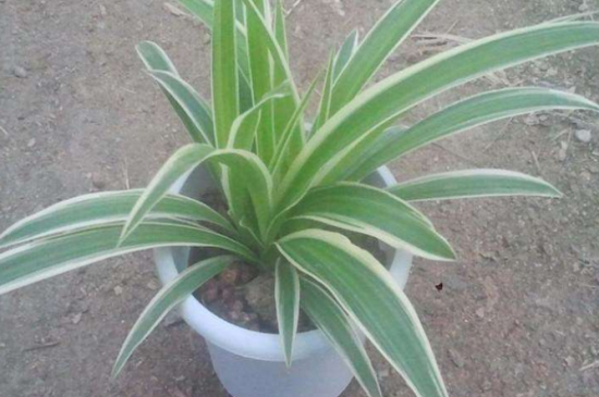 如何让吊兰爆盆