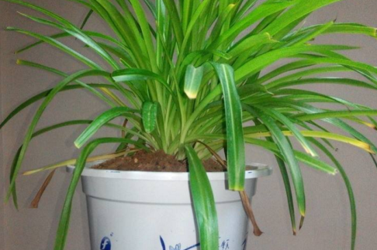 吊兰换完土立即浇水吗