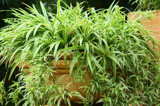 吊兰换完土立即浇水吗