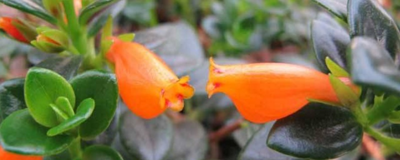 金鱼草吊兰如何养