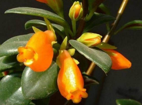 金鱼草吊兰如何养