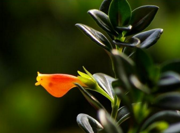 金鱼草吊兰如何养