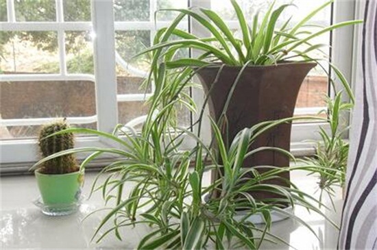 吊兰换盆留意事项