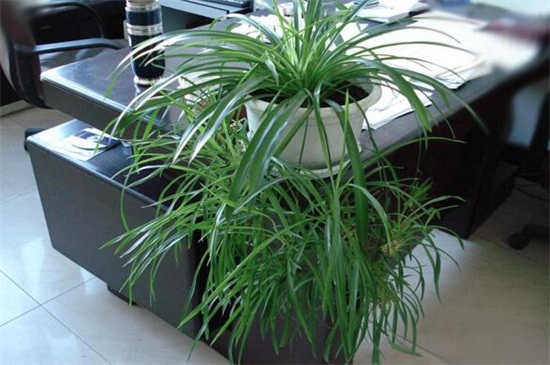 吊兰换盆留意事项