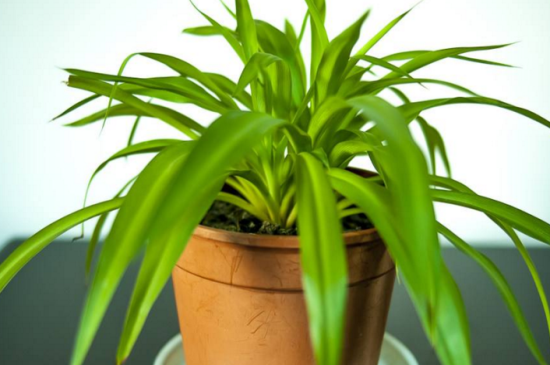 吊兰冻伤了如何处理