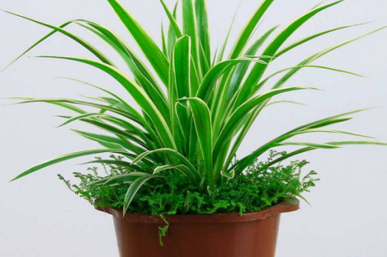 吊兰冻伤了如何处理