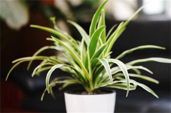 吊兰风水禁忌,单株摆放容易抵抗气运