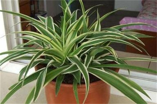 吊兰风水禁忌,单株摆放容易抵抗气运