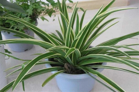 吊兰风水禁忌,单株摆放容易抵抗气运