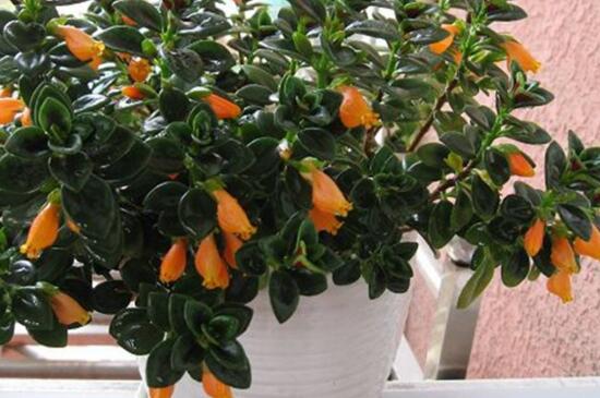 金鱼草吊兰如何养,土壤肥沃充足光照